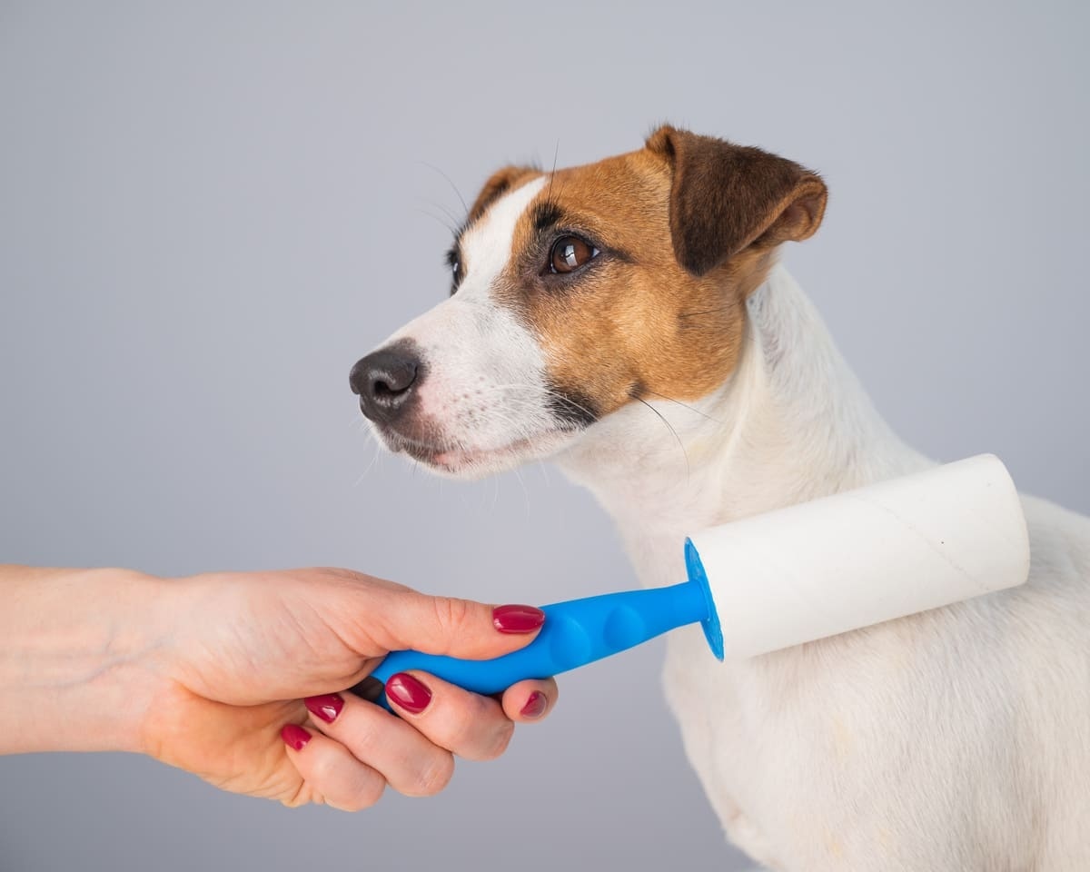 tüy rulosu ile dökülen tüyleri toplanan Jack Russell