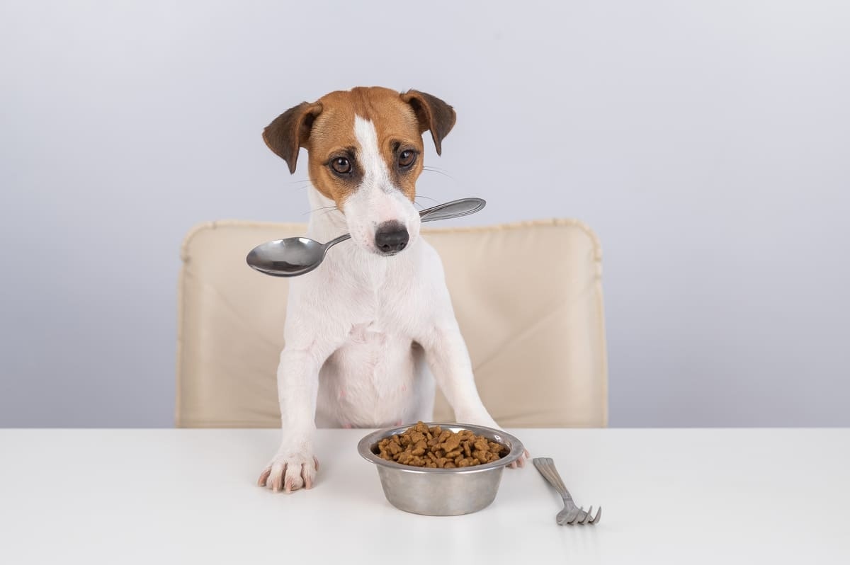 mama tabağının önünde ağzında kaşık ile duran Jack Russell Terrier