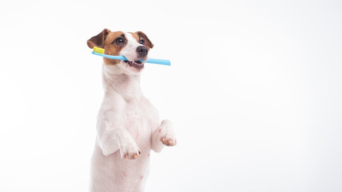 ağzında diş fırçası tutan Jack Russell Terrier