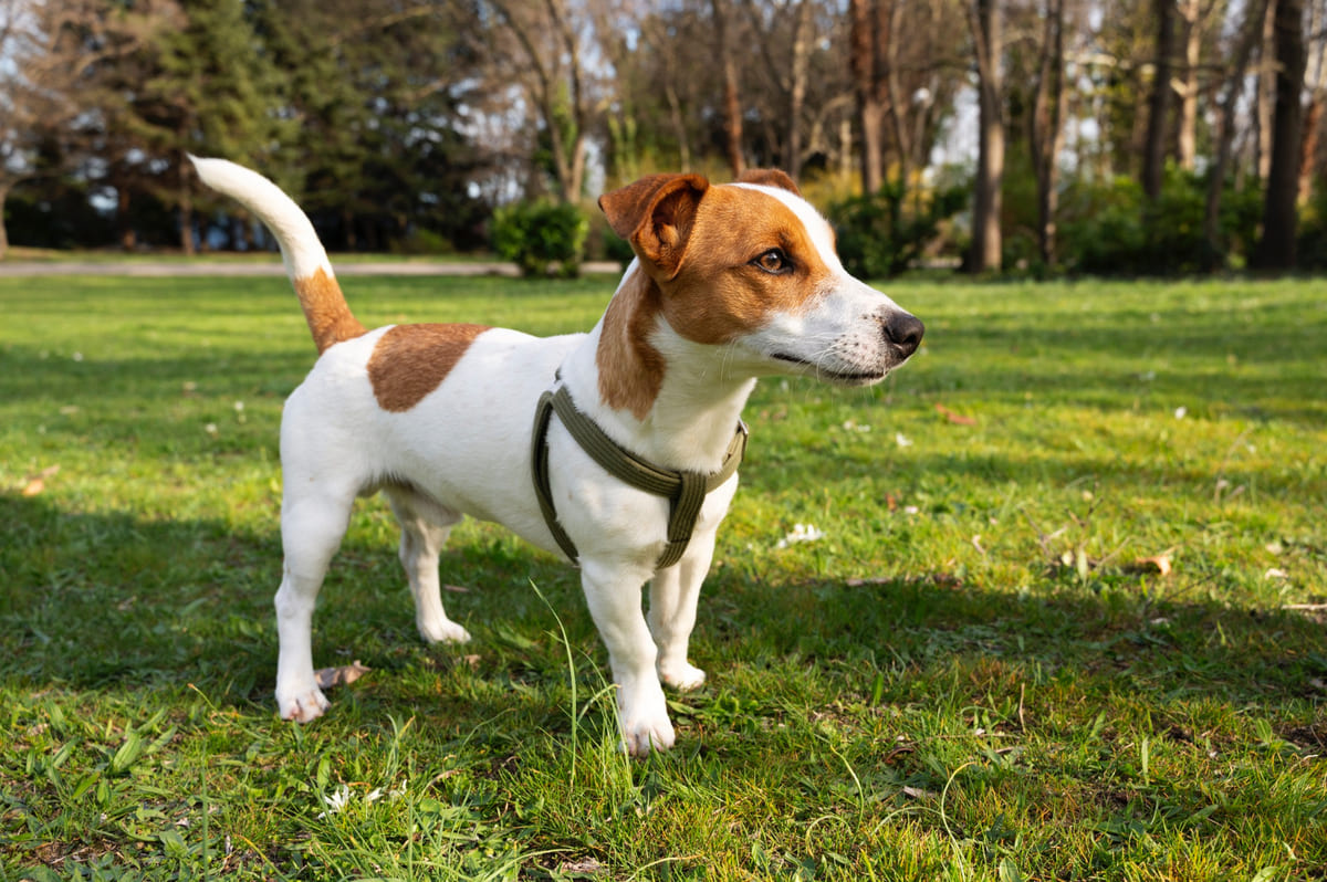 çimlerde gezdirme kayışı olmadan özgürce zaman geçiren Jack Russell Terrier