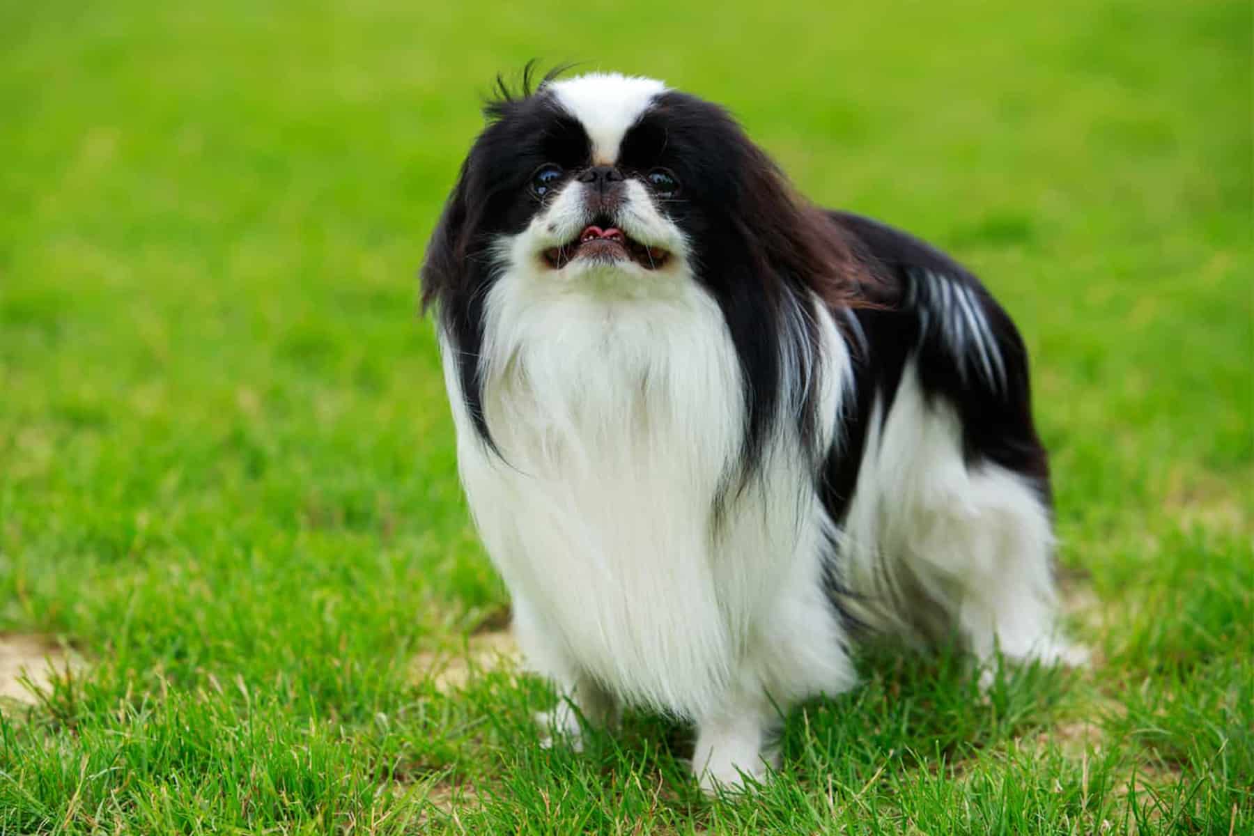 siyah beyaz uzun tüylü Japanese Chin ırkı köpek