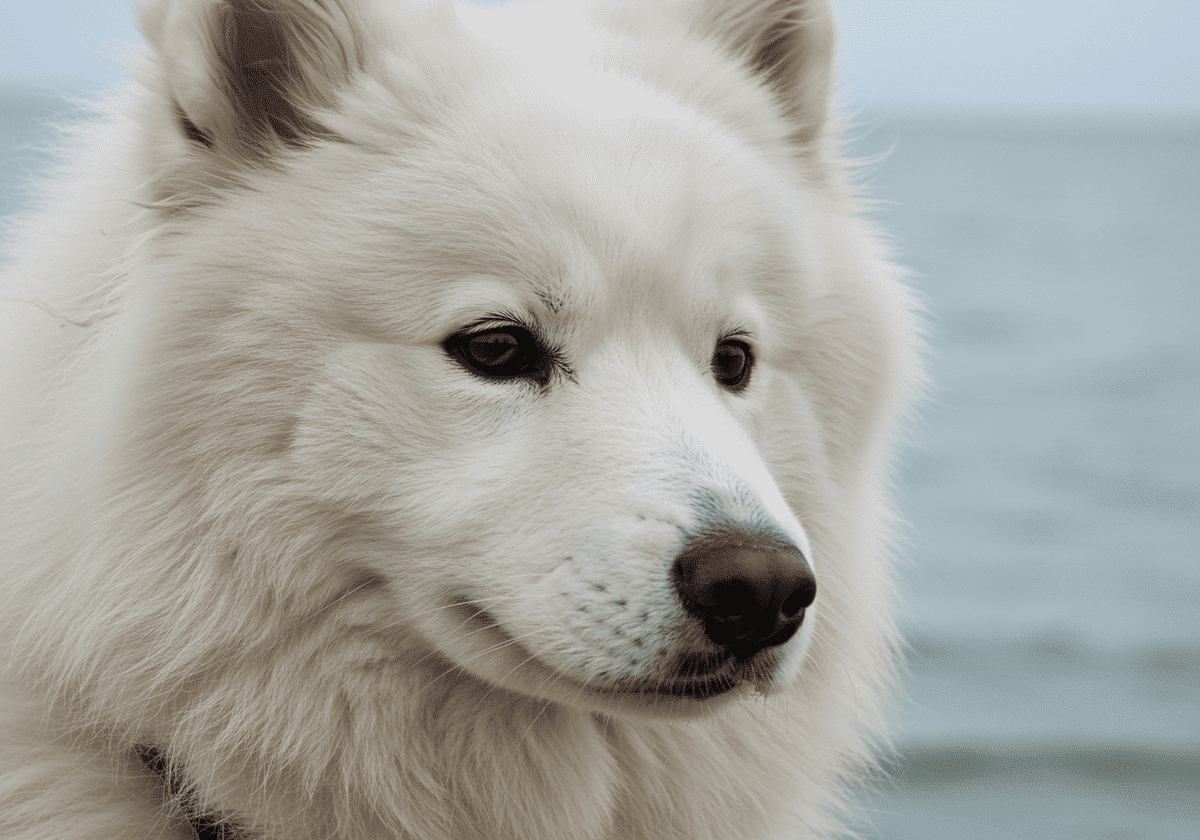 beyaz tüylü köpeğin yüzünün yakından görünümü