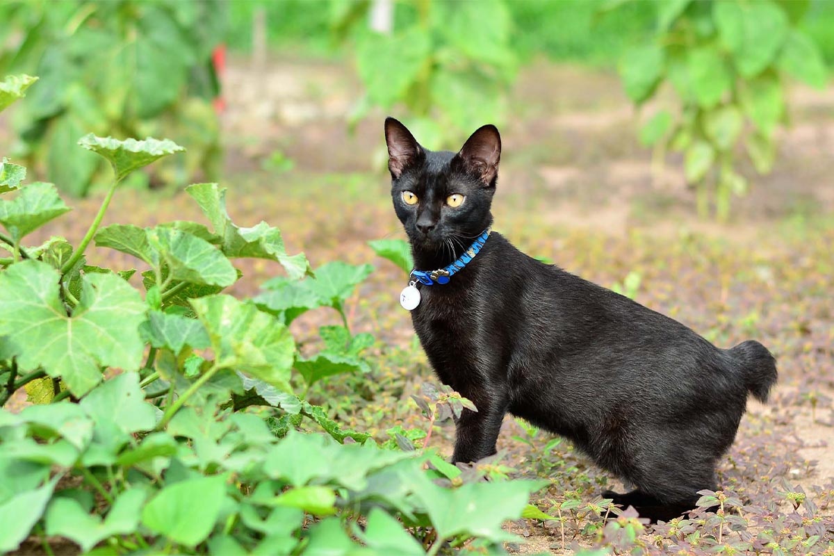 siyah renkli kısa kuyruklu kedi meraklı bakıyor