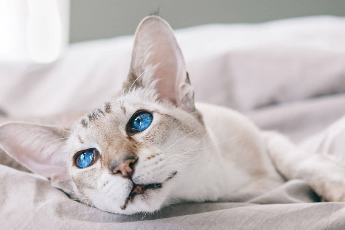 mavi gözlü büyük kulaklı kedi yatıyor
