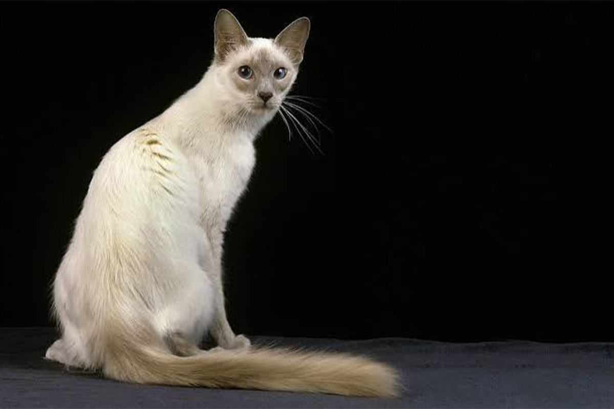 oturan ve arkaya bakan siyam benzeri kedi
