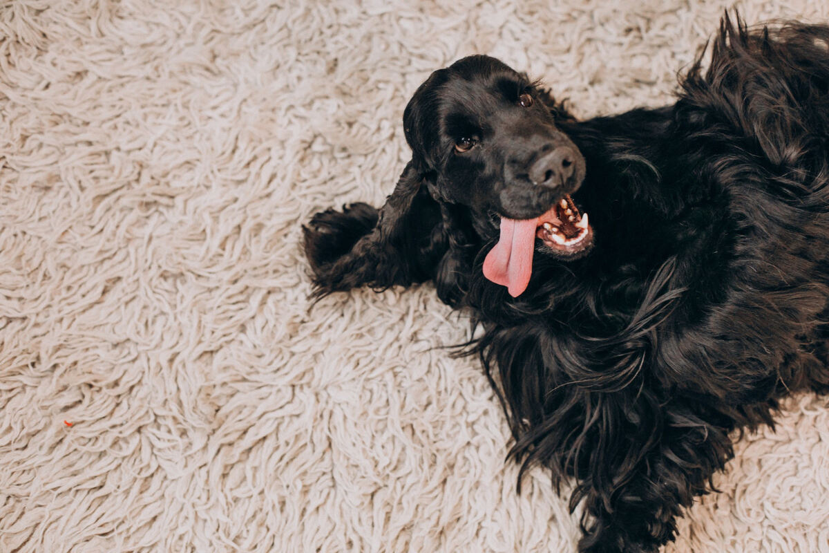 uzun tüylü bir halının üzerinde yatan uzun siyah tüylere sahip köpek