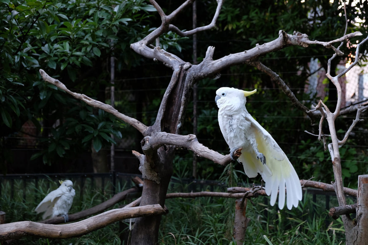 doğal yaşam parkında bir arada yaşayan Kakadu papağanları