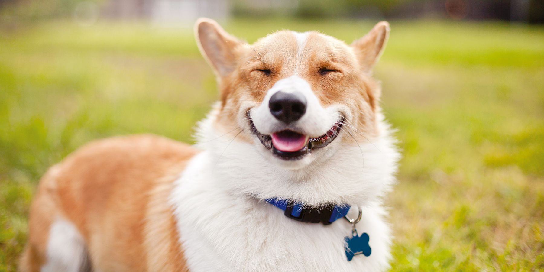 gülümsemeye benzer bir ifadesi olan köpek