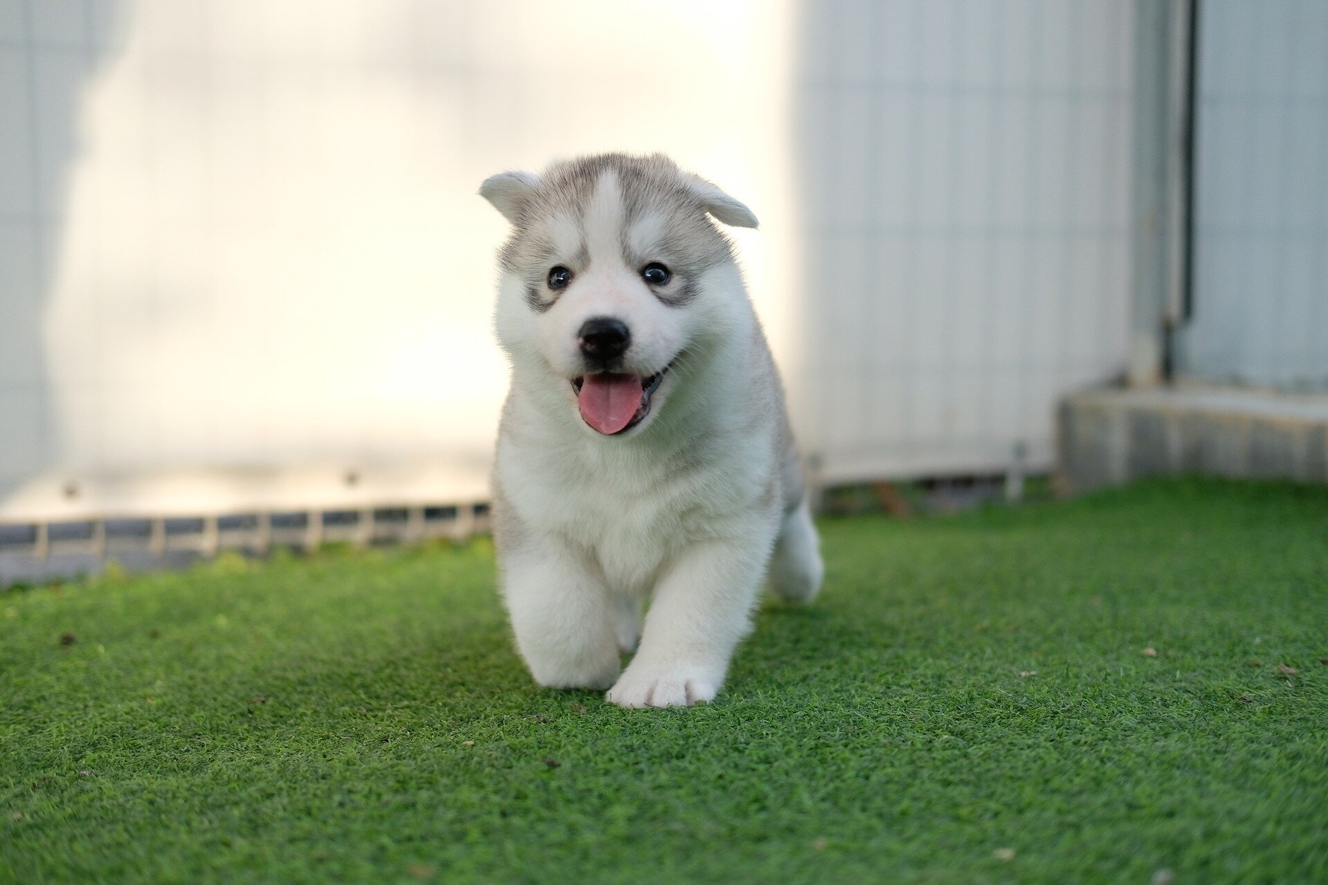 white fluffy puppy dog ​​walks on the grass with its mouth open