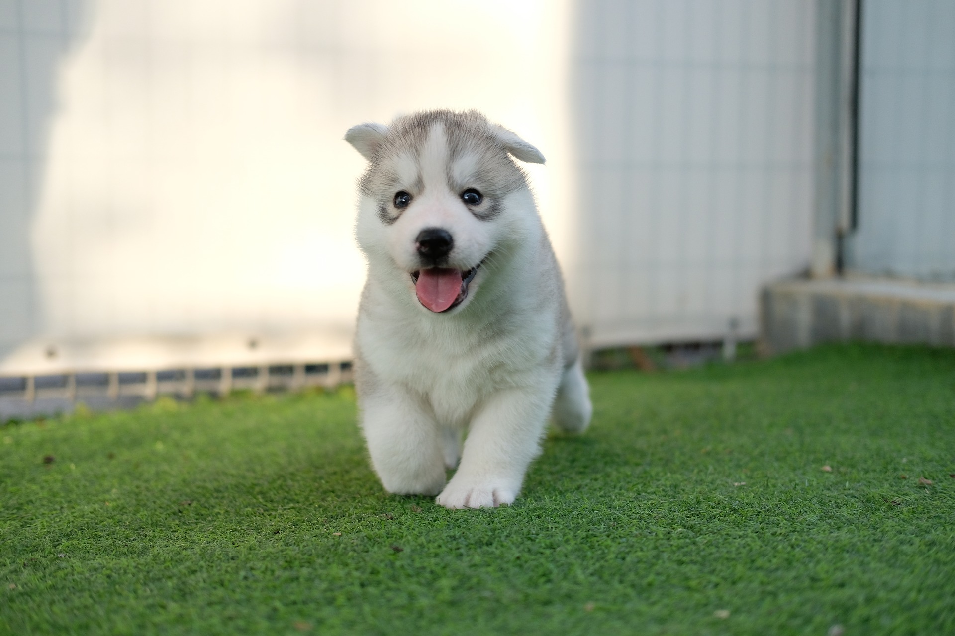 beyaz tüylü yavru köpek ağzı açık şekilde çimlerde yürüyor