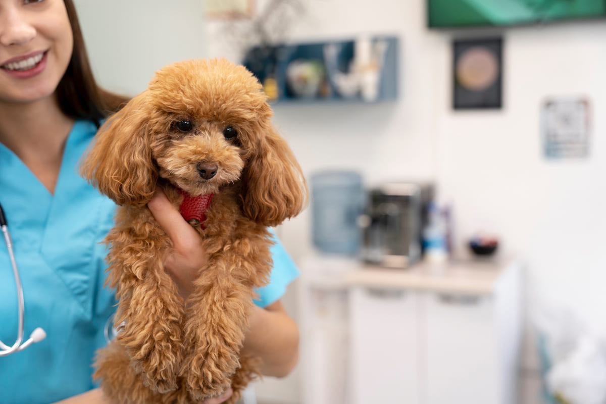 veteriner hekimin kucağında duran toy poodle