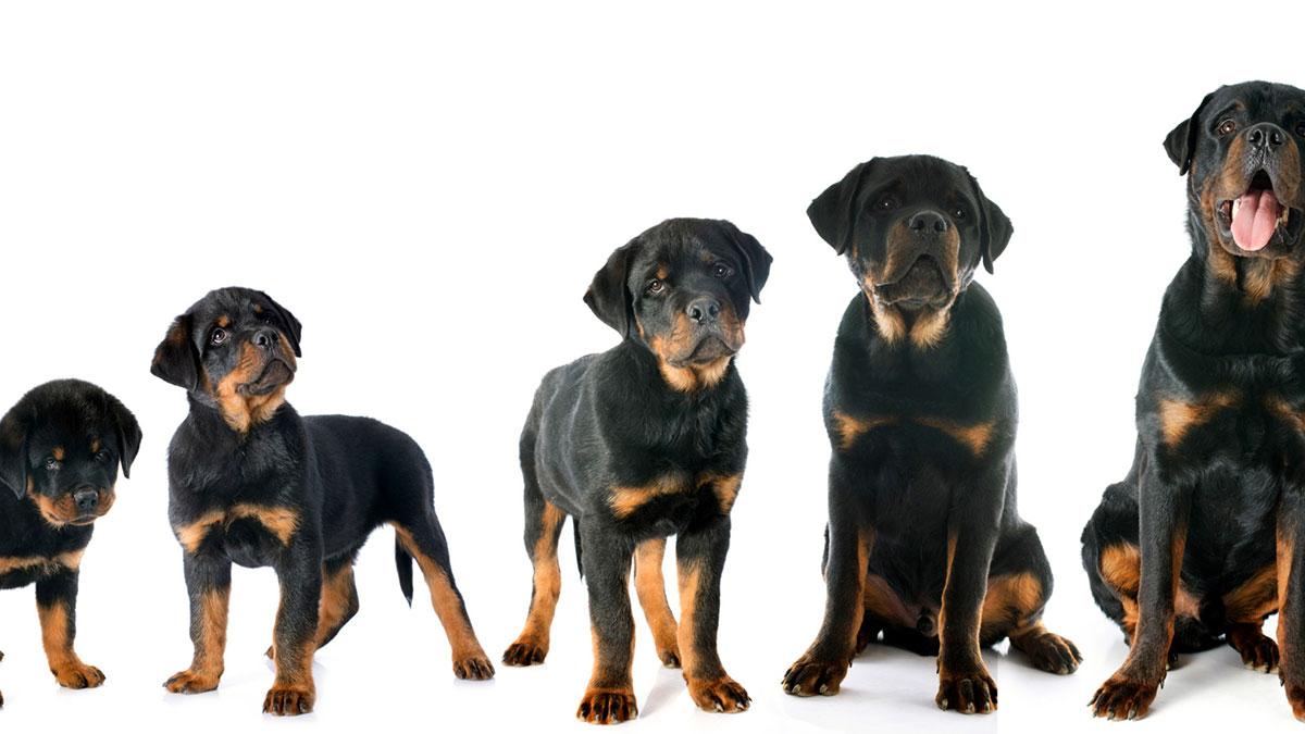 farklı yaşlarda Rottweiler ırkı köpekler
