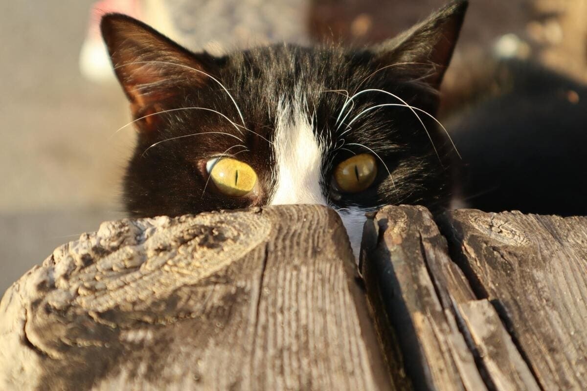 sadece gözleri görünen, merakla bakan kedi
