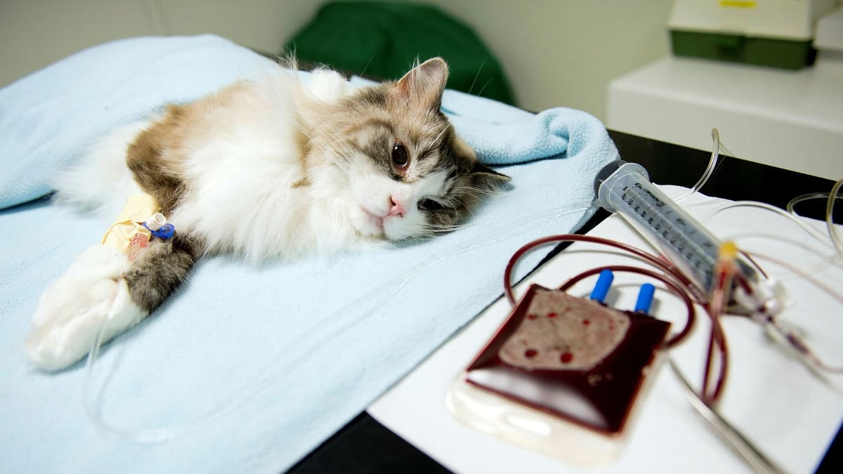 kan nakli yapılan kedi