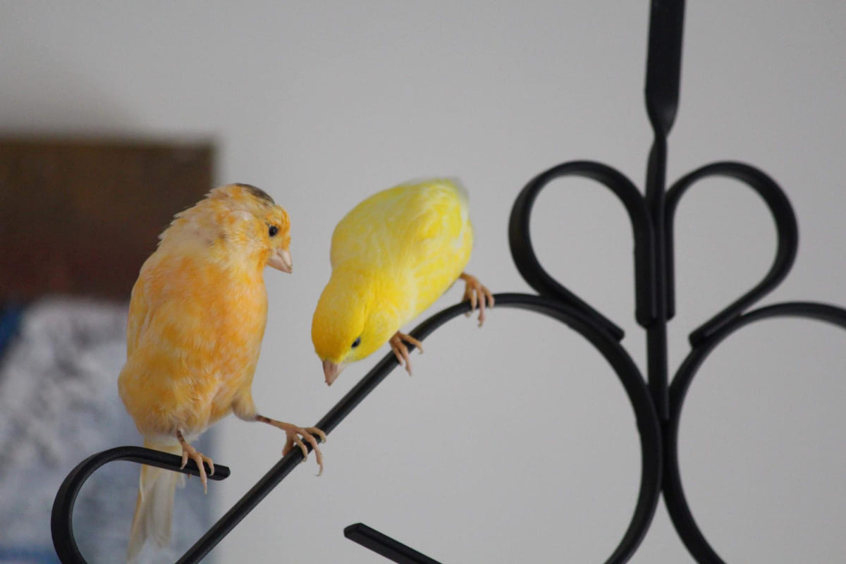 ferforje demirde birlikte duran iki kanarya