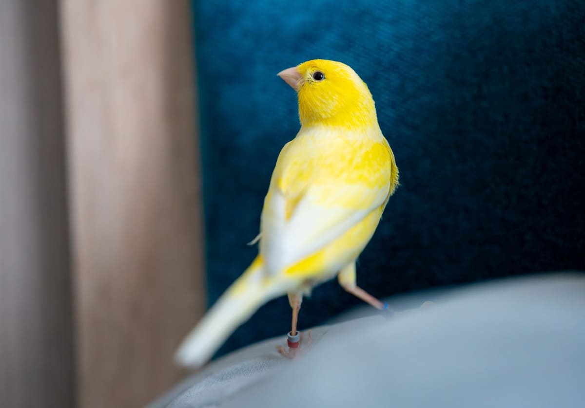 ayağında kimlik halkası olan sarı kanarya