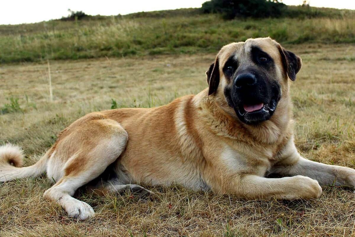 yerde yatan kangal köpeği