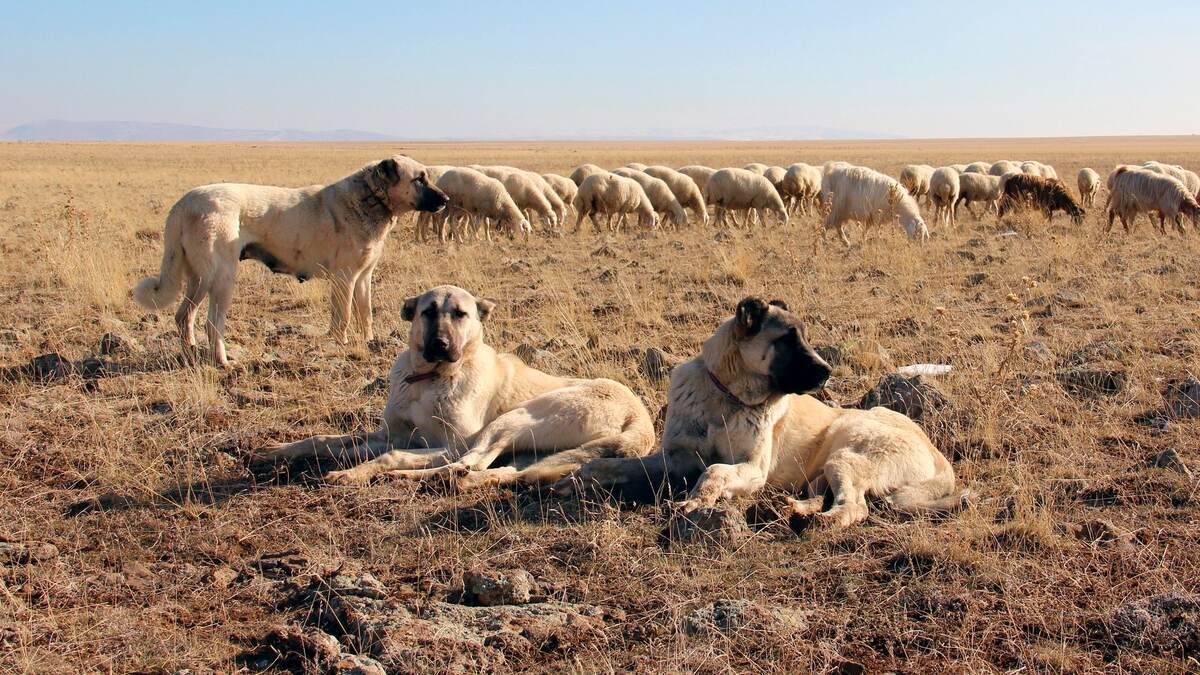 koyun sürüsüne eşlik eden kangal köpeği