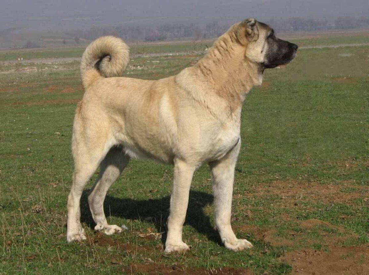 ayakta duran kangal köpeği