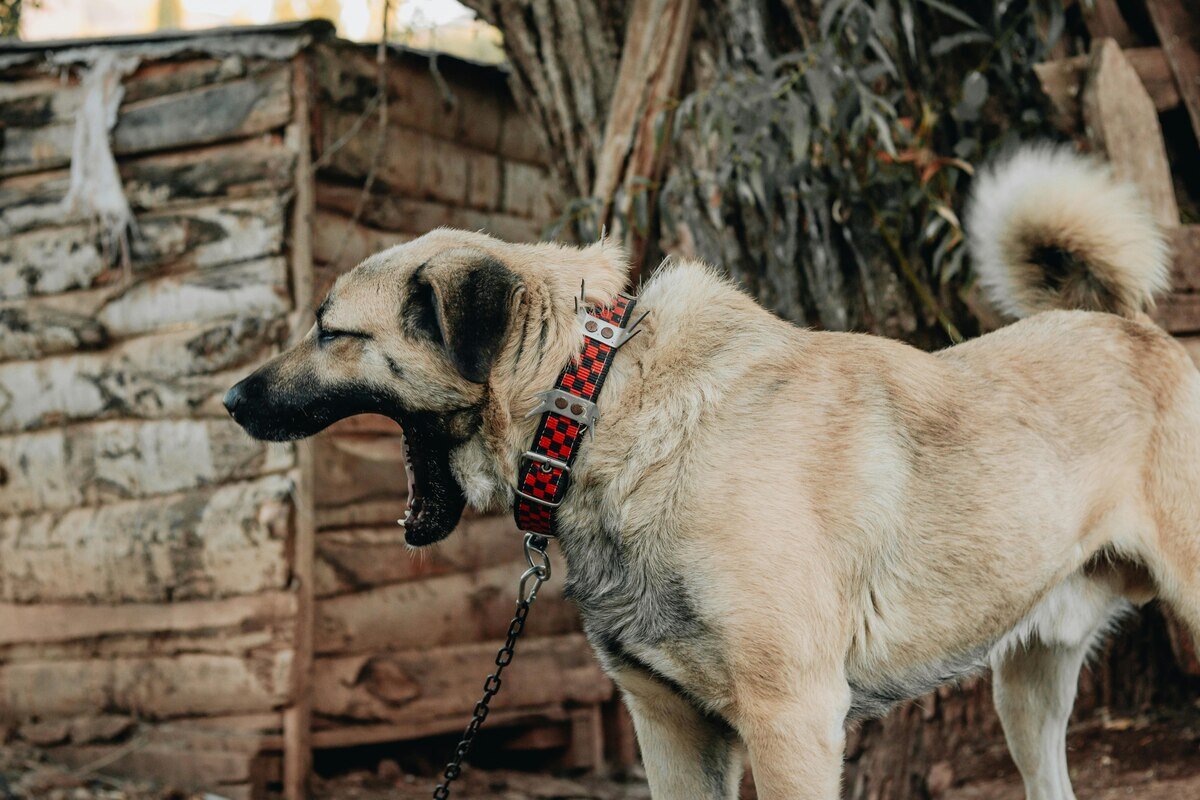 tasmalı kangal köpeği