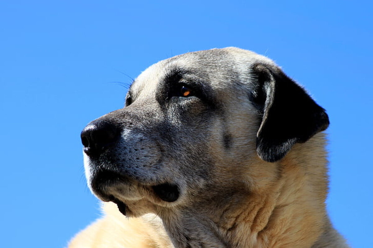 uzaklara bakan kangal köpeği