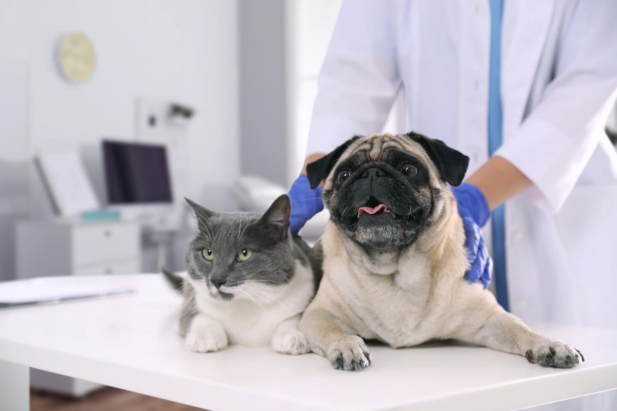 pug ve kedi veteriner hekim kontrolünde
