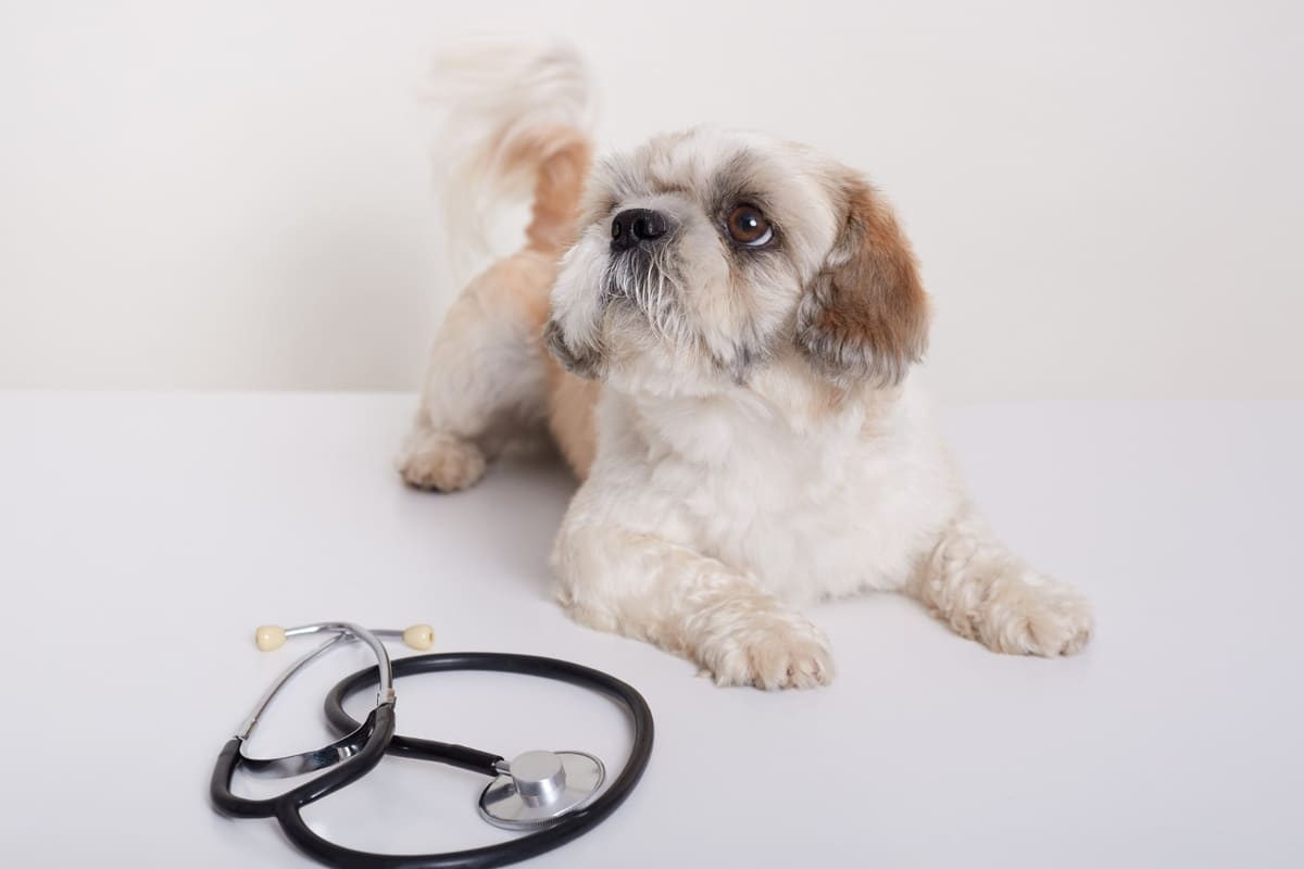 küçük ırk köpek beyaz zeminde oturuyor