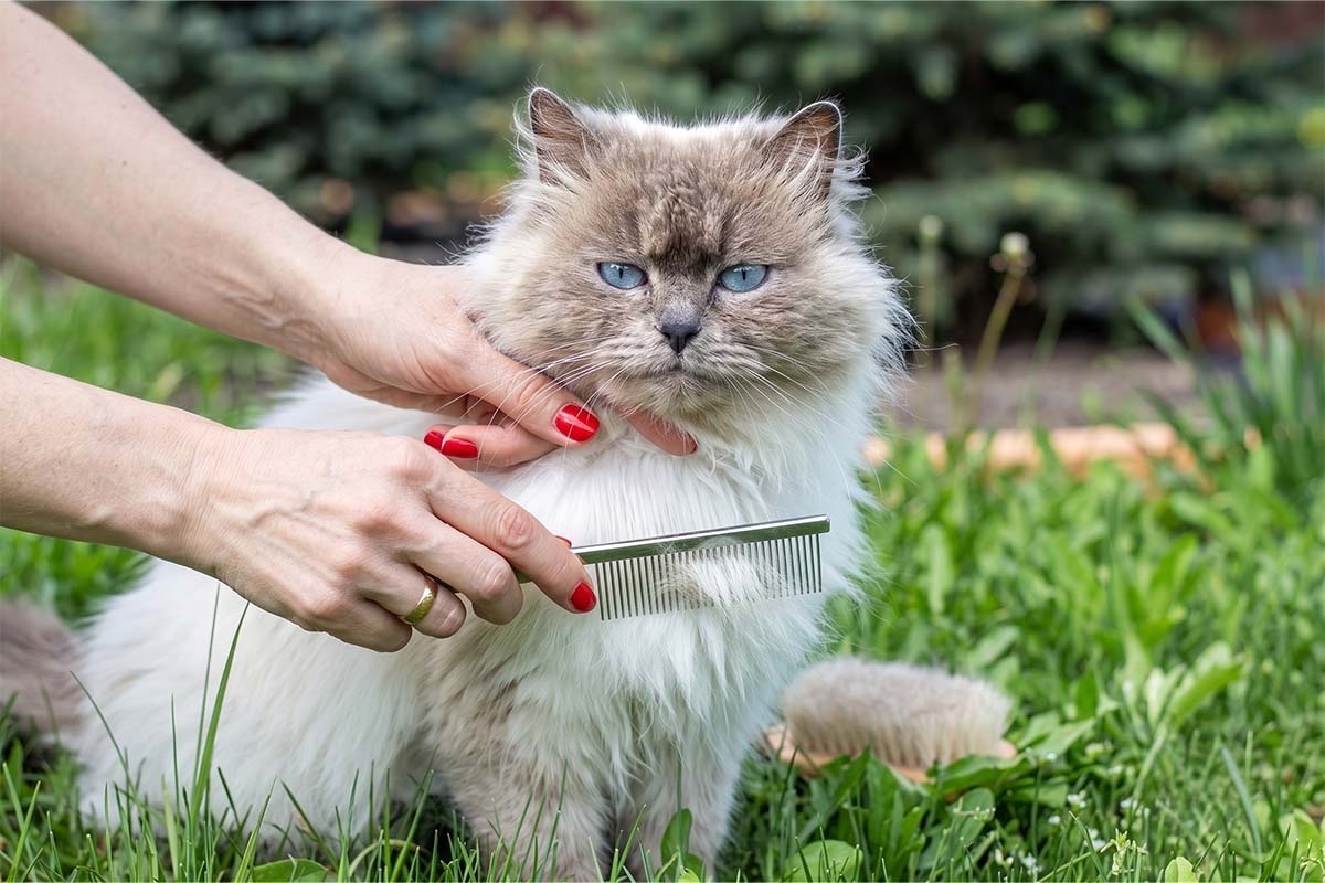uzun ince dişli tarakla taranan kedi