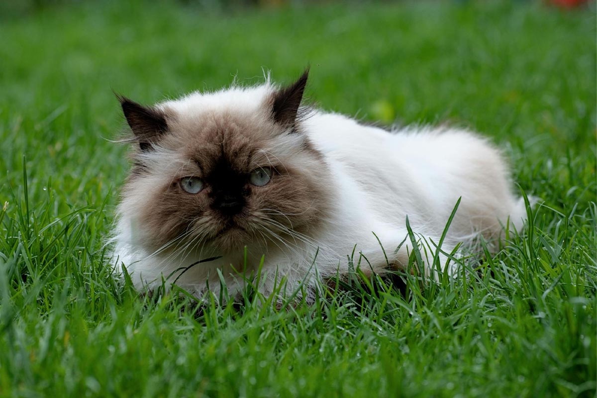 uzun tüylü siyama benzer kedi