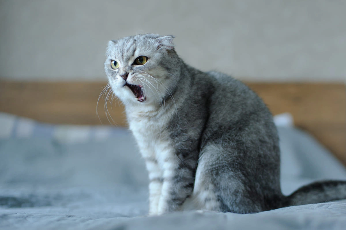 sinirli kedi