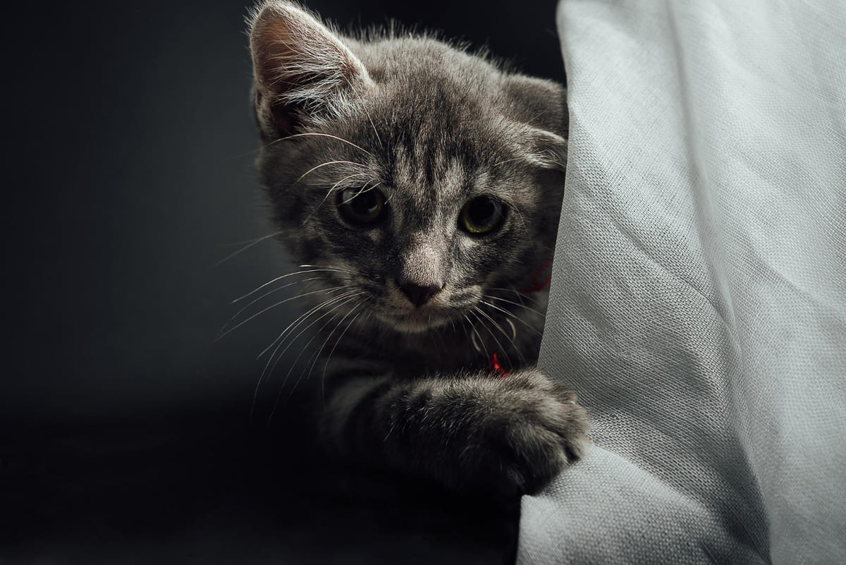 gri yavru kedi örtünün ardından gizlice bakıyor