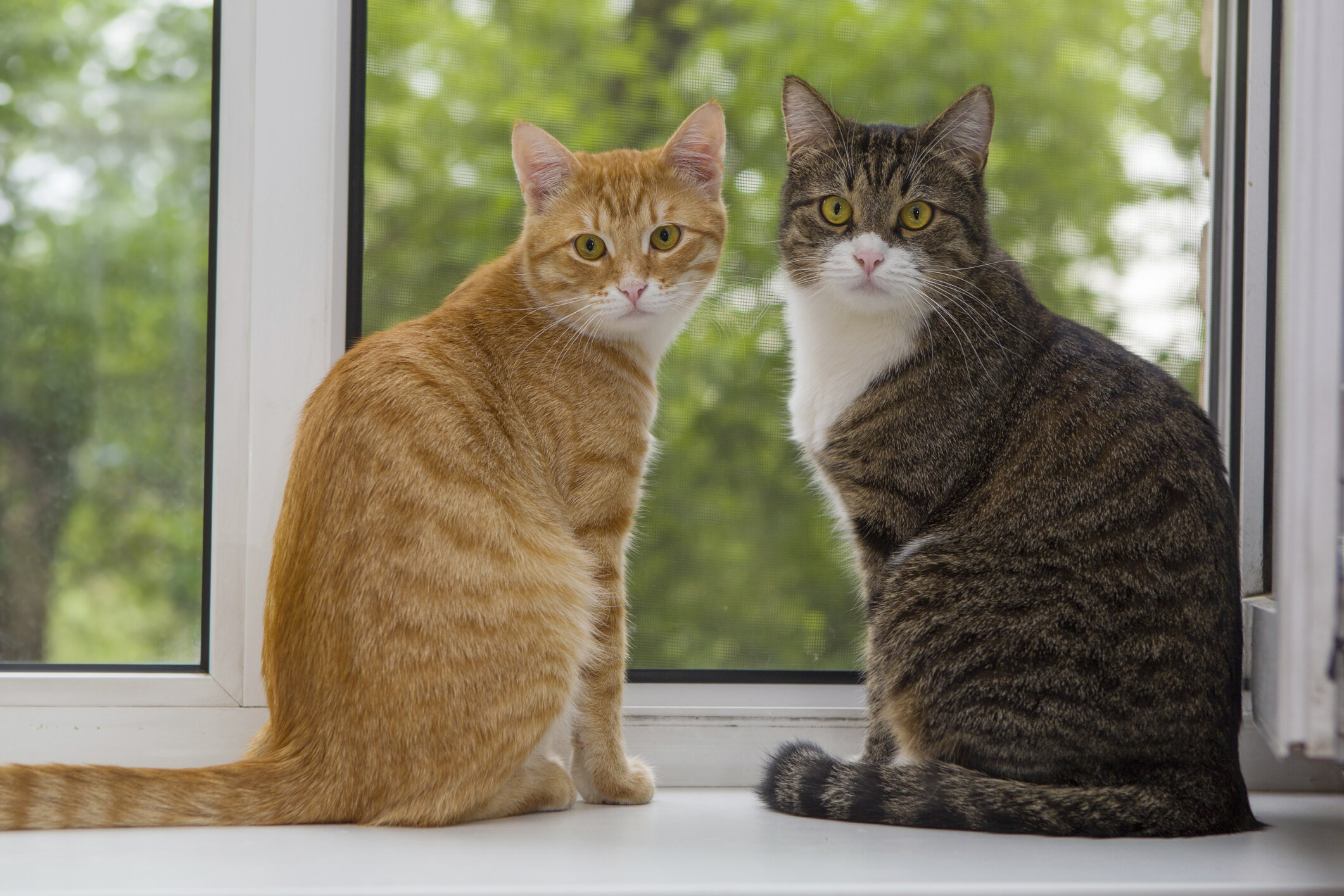 pencere önünde aynı yöne bakan iki kedi