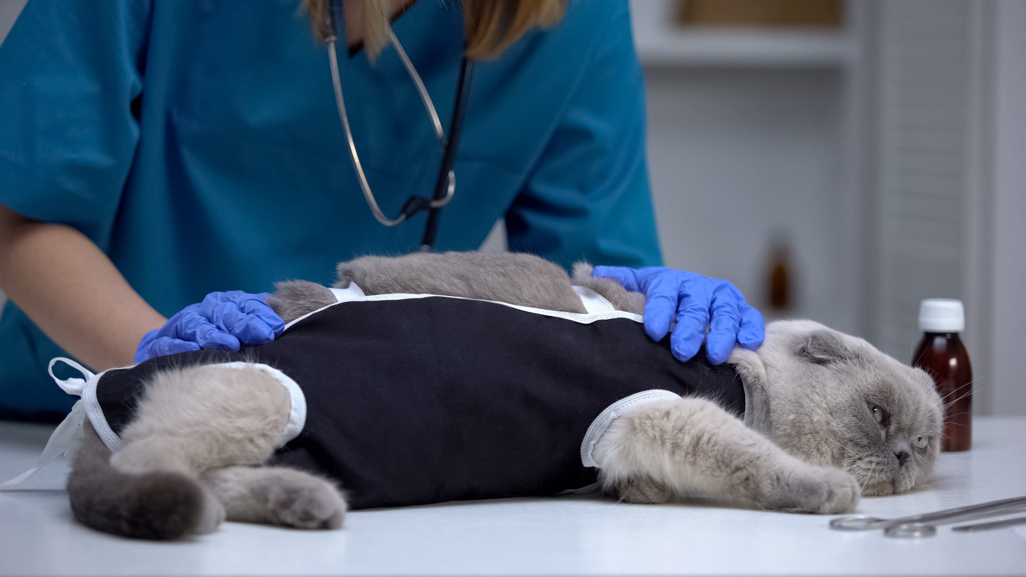 anesteziden uyanan halsiz kedi