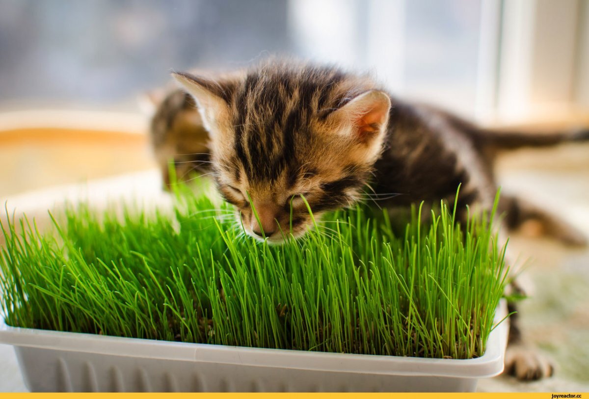 kedi çimi yiyen yavru kedi