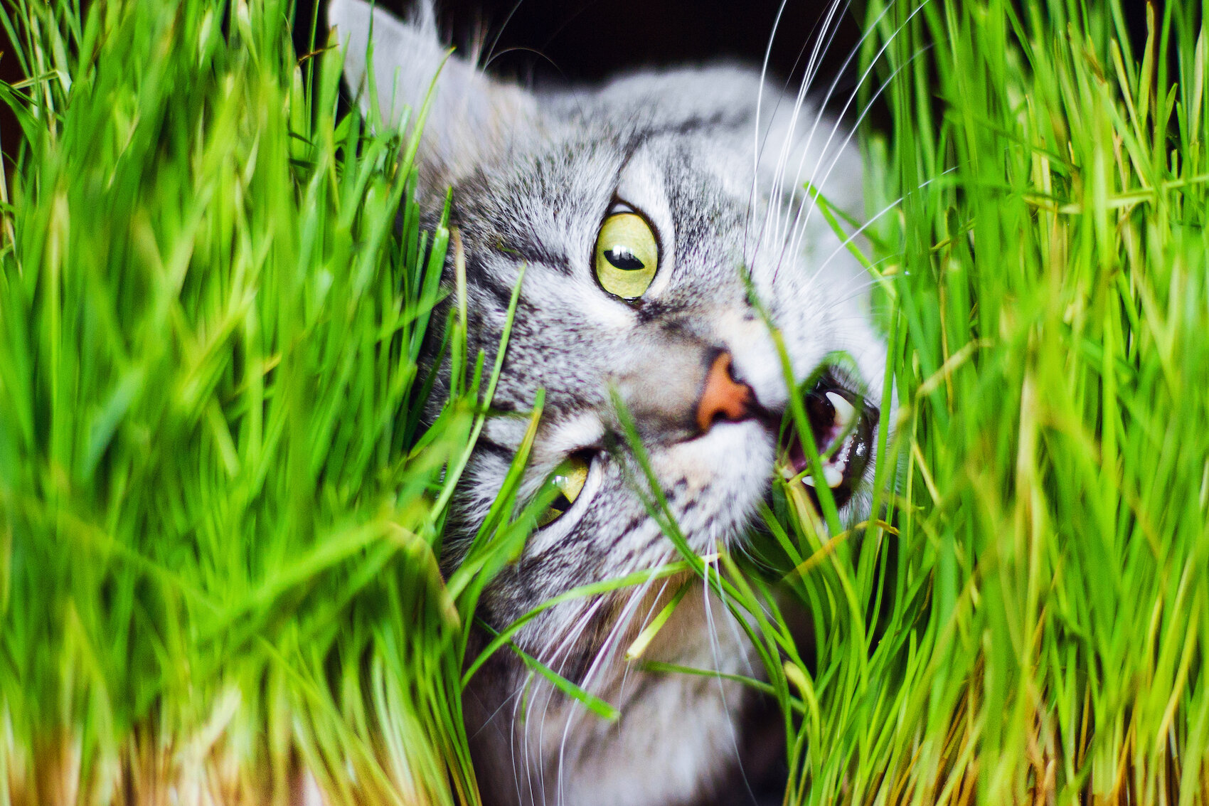 kedi çimi yiyen kedi