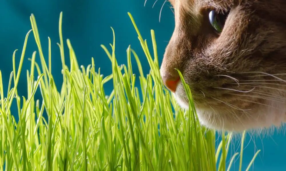 kedi çimine yakından bakan kedi