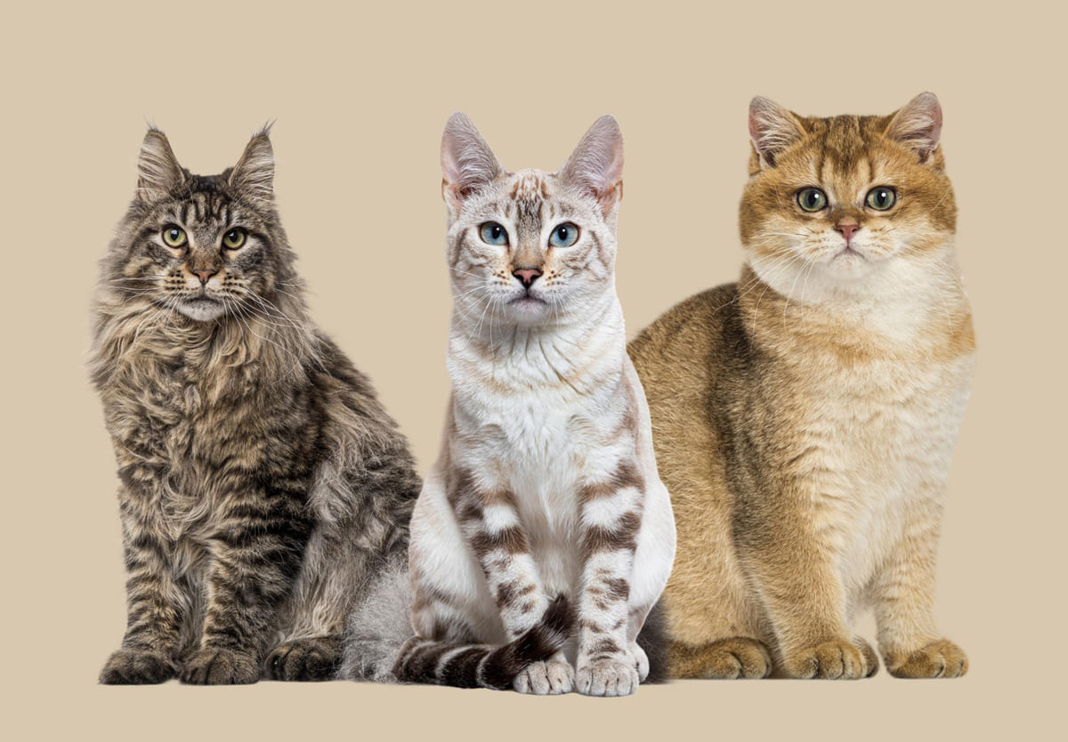 3 farklı cinste yetişkin kedi