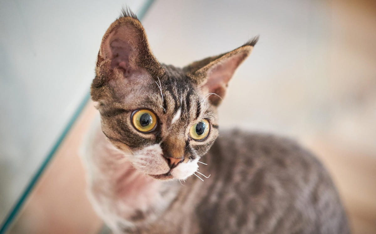 kafası eğik duran büyük gözlü ve büyük kulaklı kedi