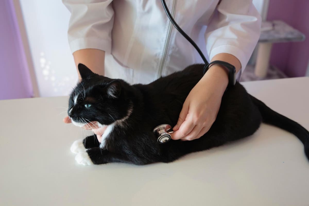 muayene edilen siyah kedi