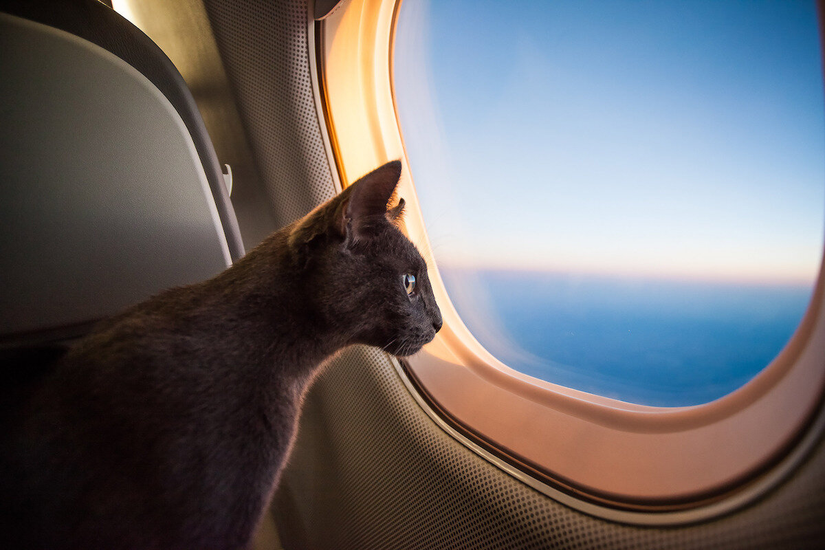 uçak penceresinden dışarı bakan kedi