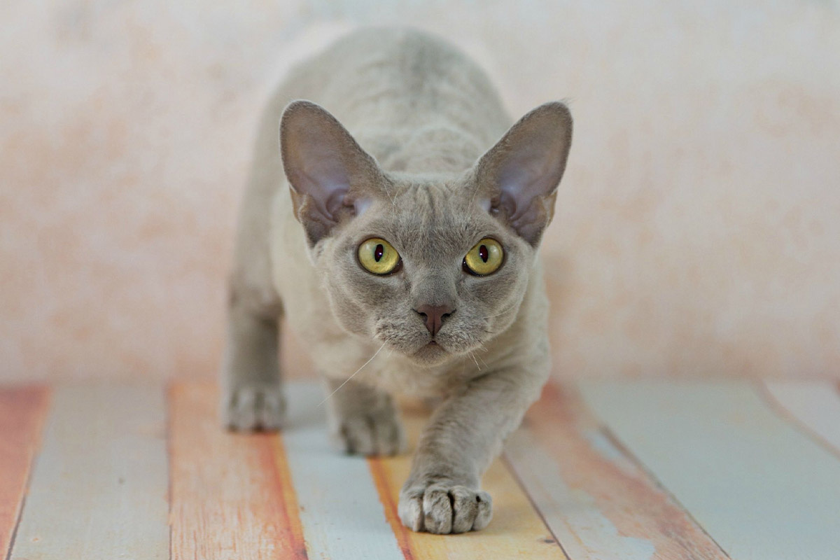 büyük kulaklı gri kedi