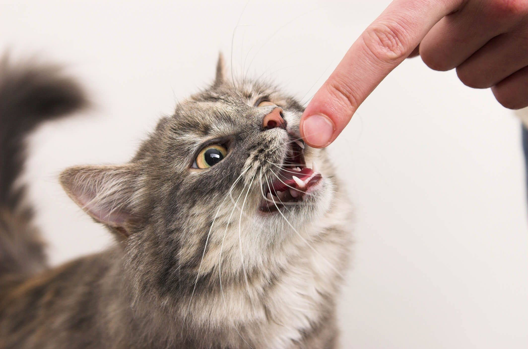 kedinin ağzına parmak uzatılmış