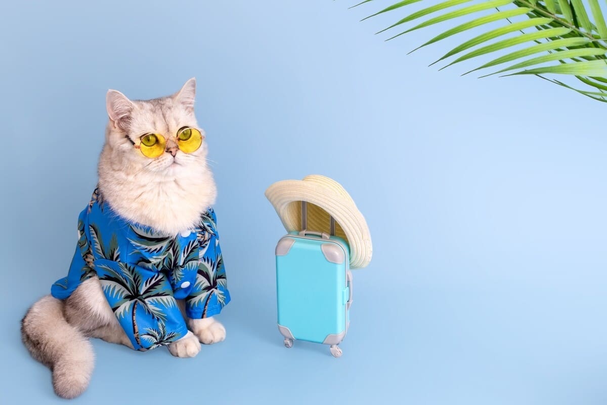 tatil pozu veren kedi