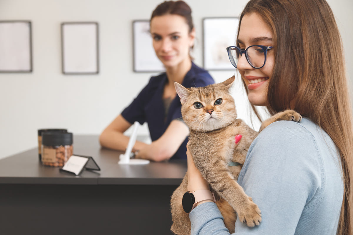 veteriner hekim muayenesinde kucakta duran kedi