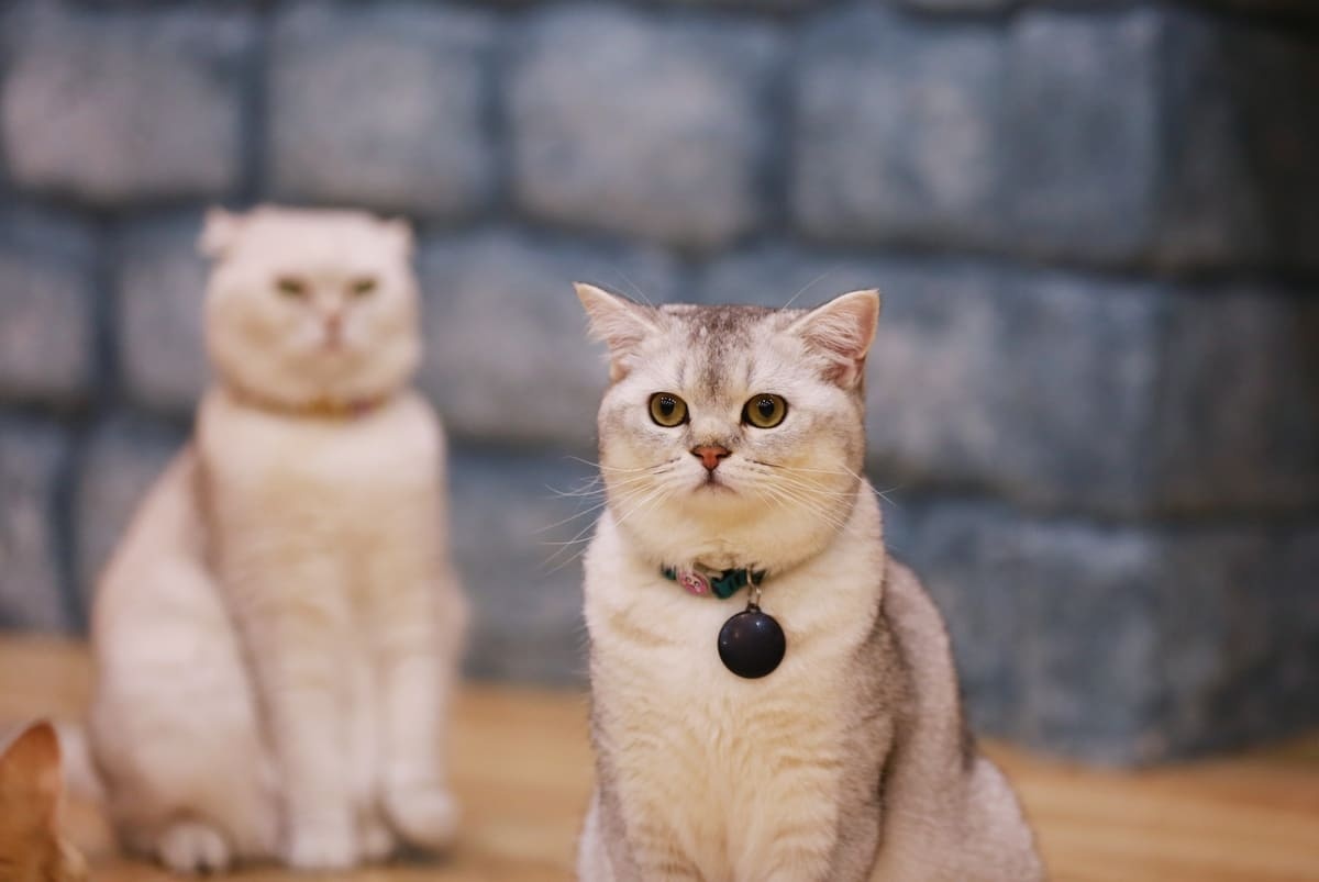 beyaz gri tüylü kedi