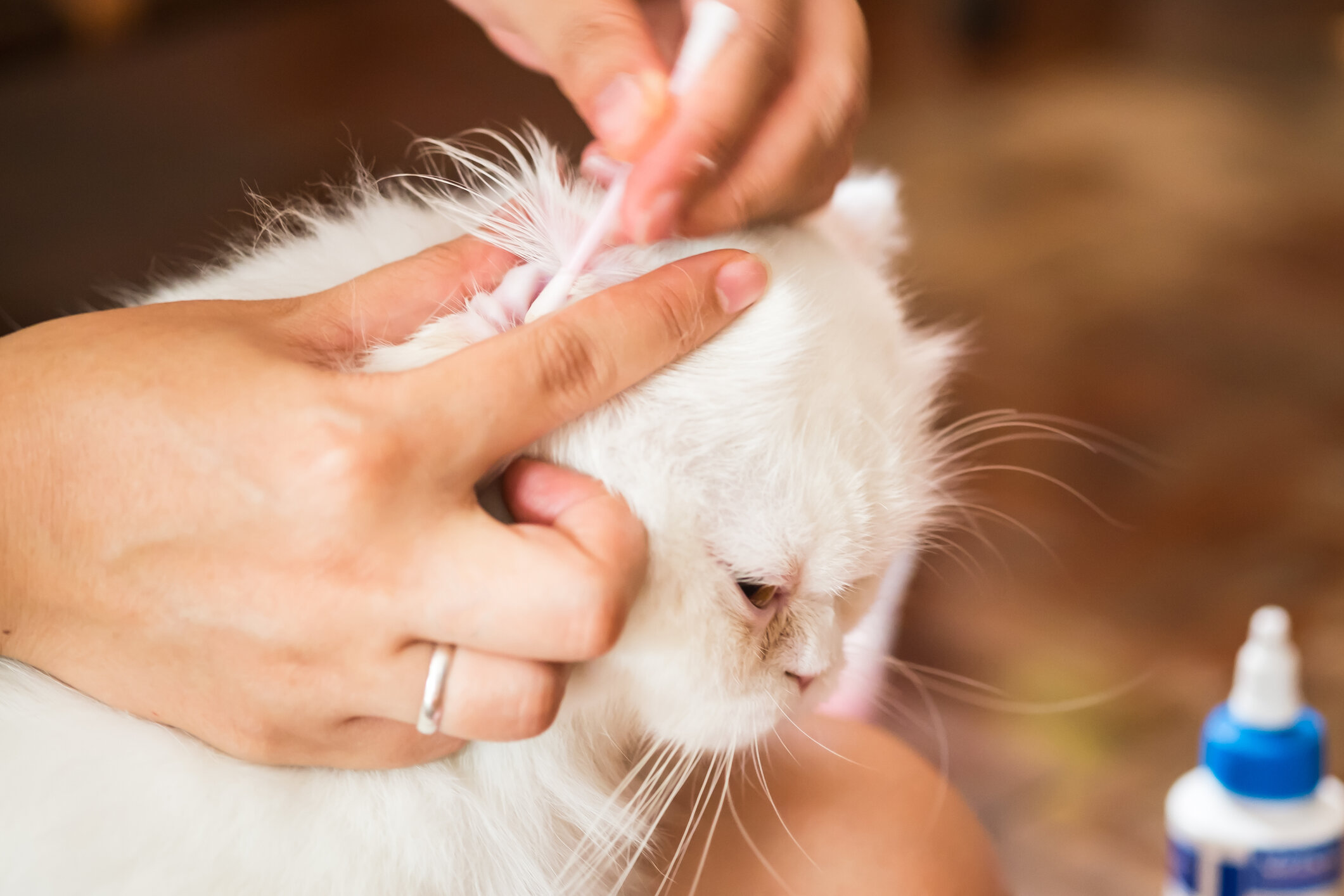 Очистить кошачью шерсть. Отодектоз (ушная чесотка). Ухаживание за кошкой.