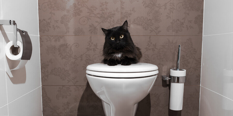klozete oturmuş siyah kedi