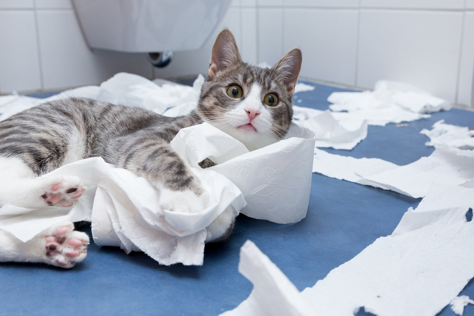 tuvalet kağıdı ile oynayan kedi