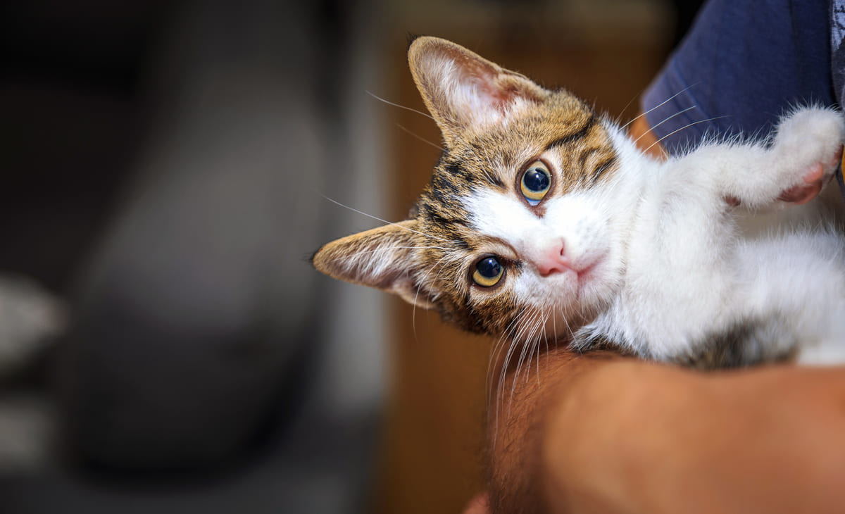 kucakta yatan ve meraklı bakan yavru kedi