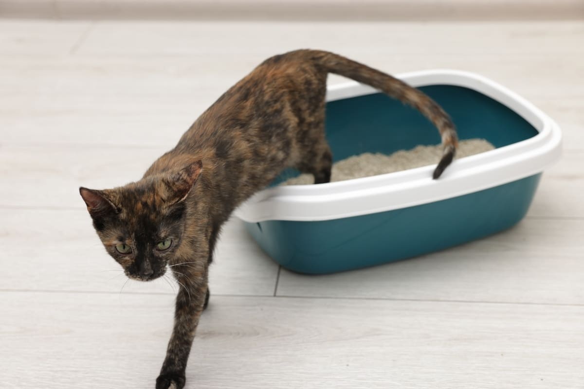 tuvaletinden çıkan yavru kedi